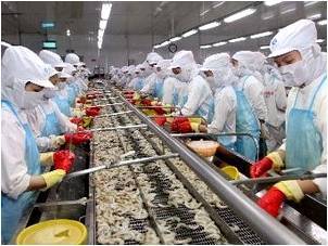 澳大利亚水产品进口协会高度评价越南水产品质量，加工贸易合作前景广阔